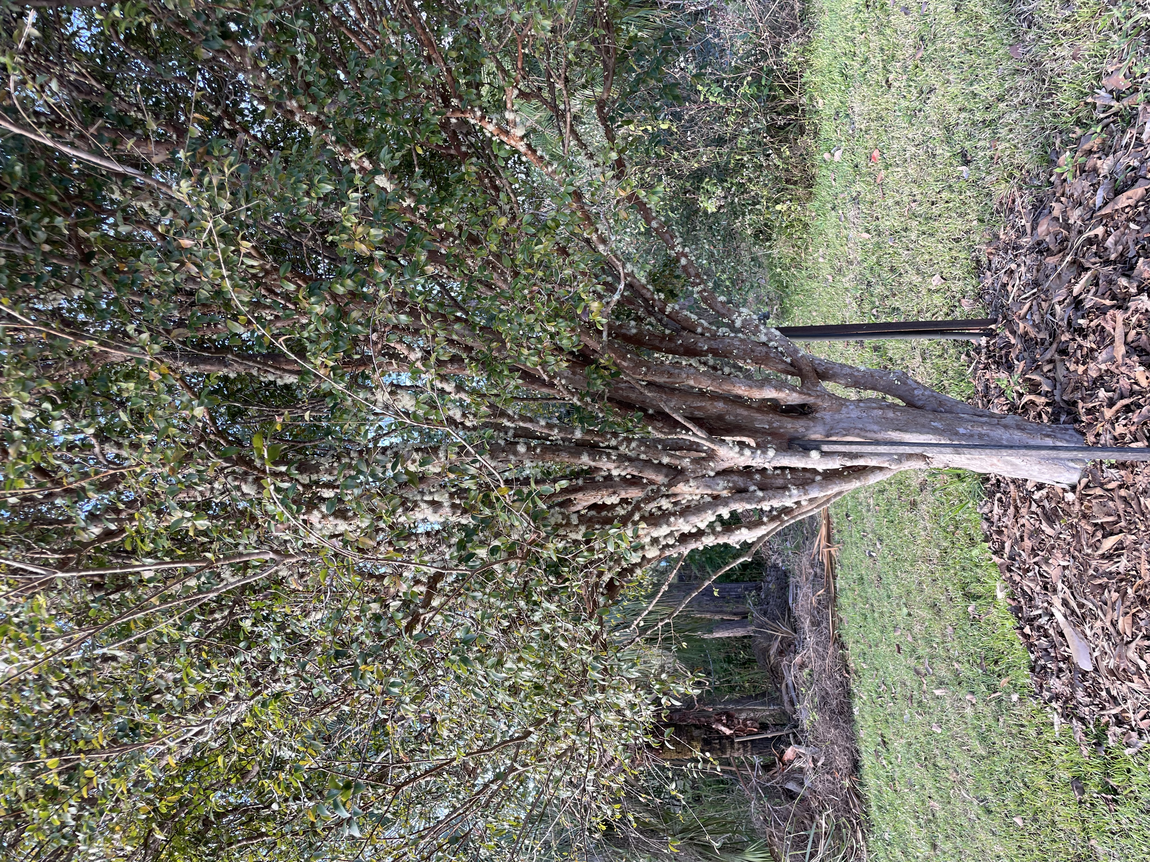 Jaboticaba trunk covered in small white flowers.