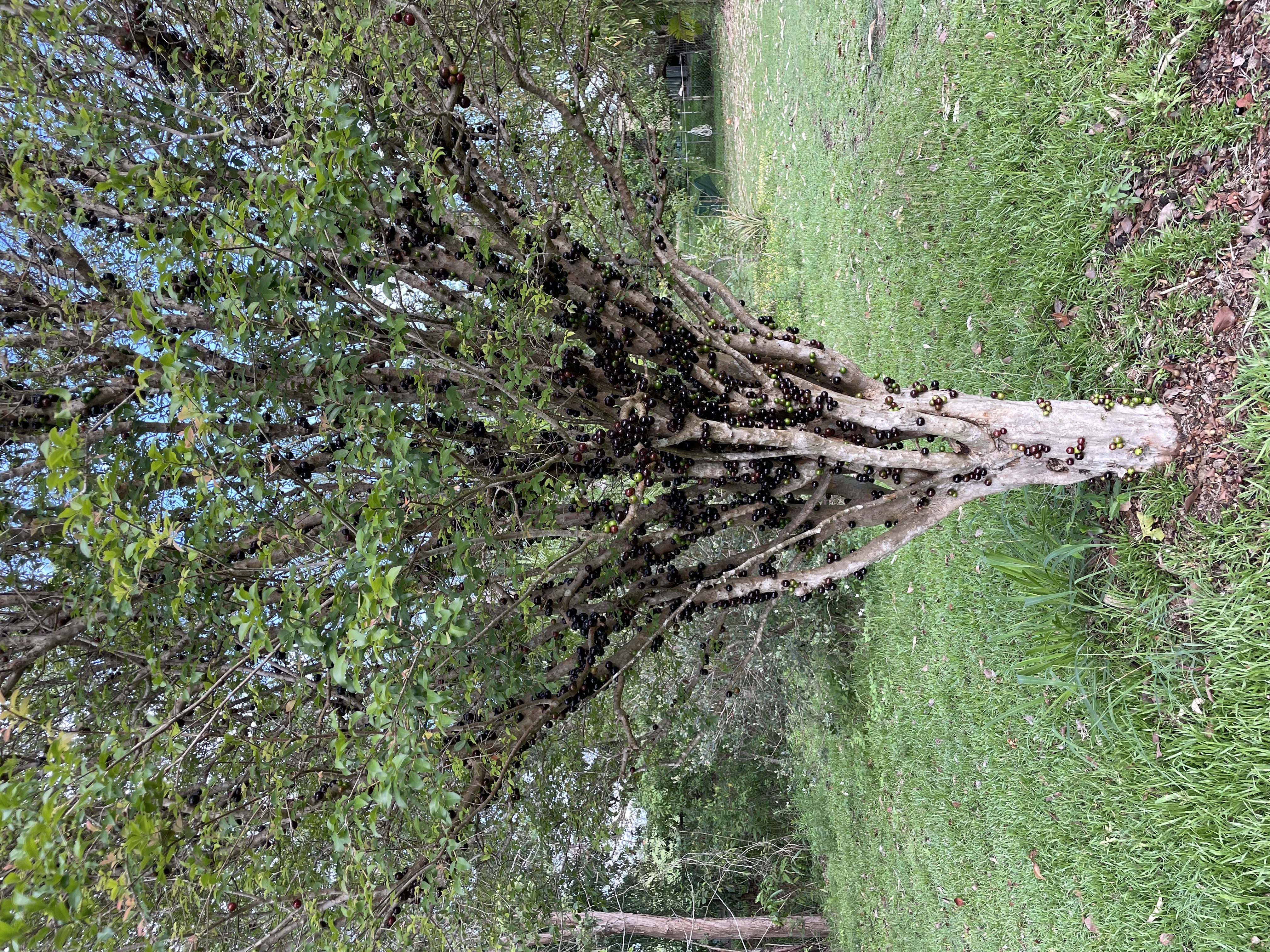 Jaboticaba fruit growing directly on the trunk and branches of a tree.
