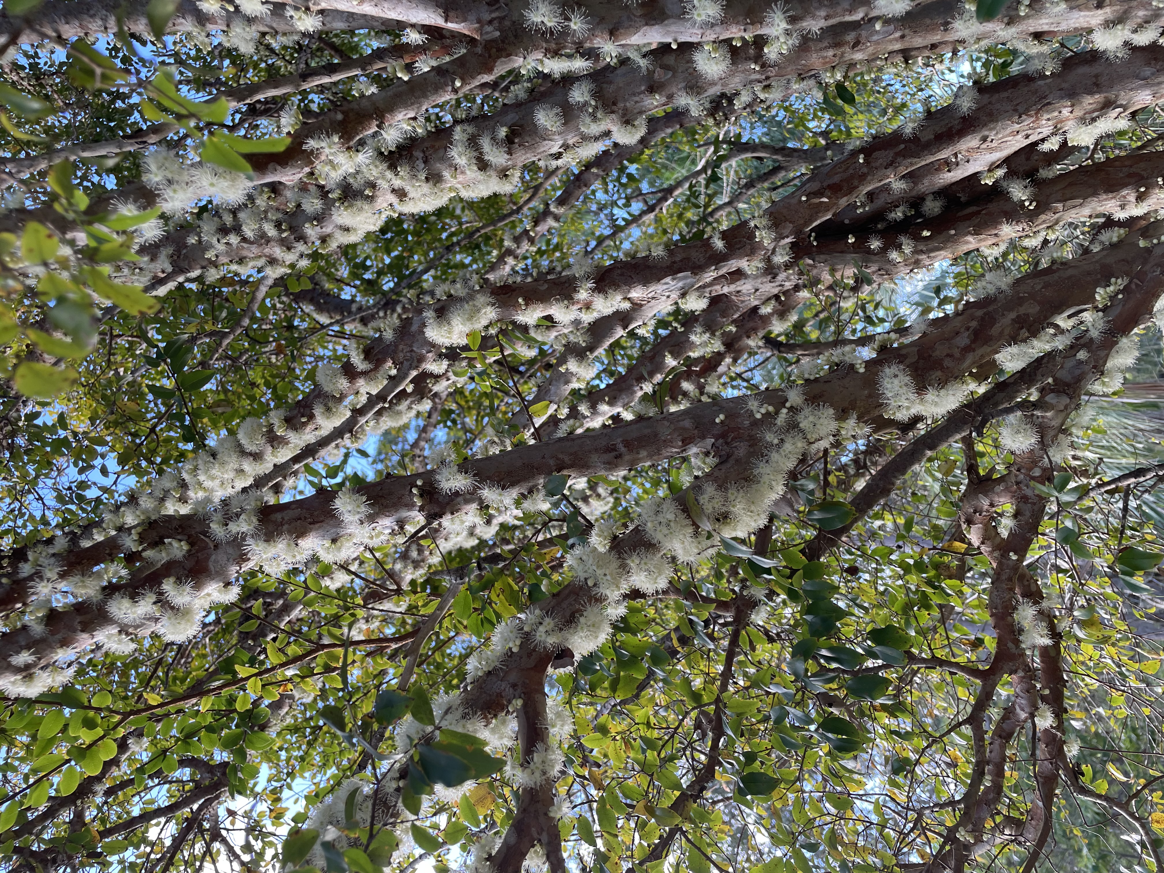 Small white flowers blooming directly along the bark of Jaboticaba branches.