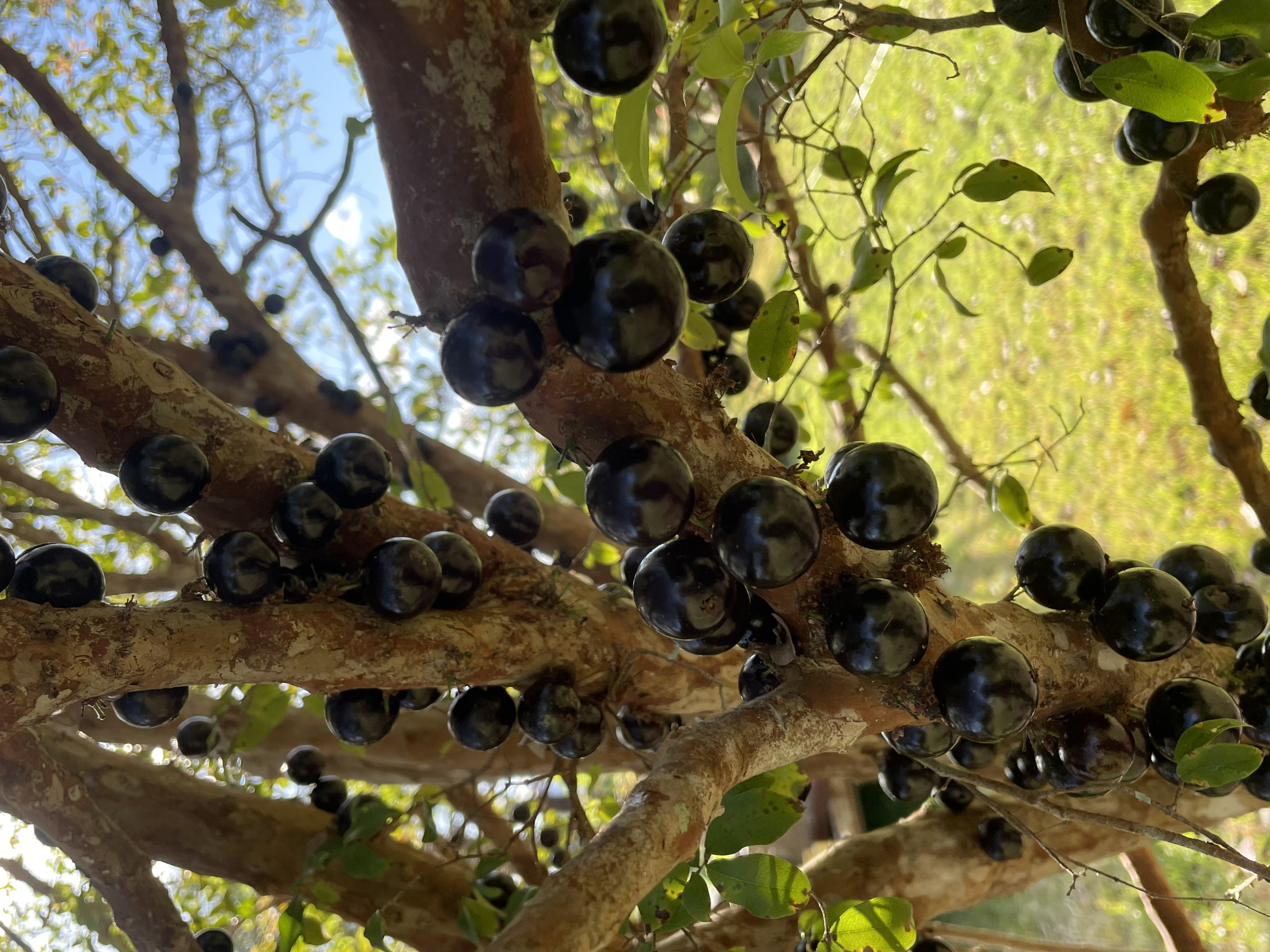 Dark, round Jaboticaba fruit growing directly on the textured bark of the tree branches.