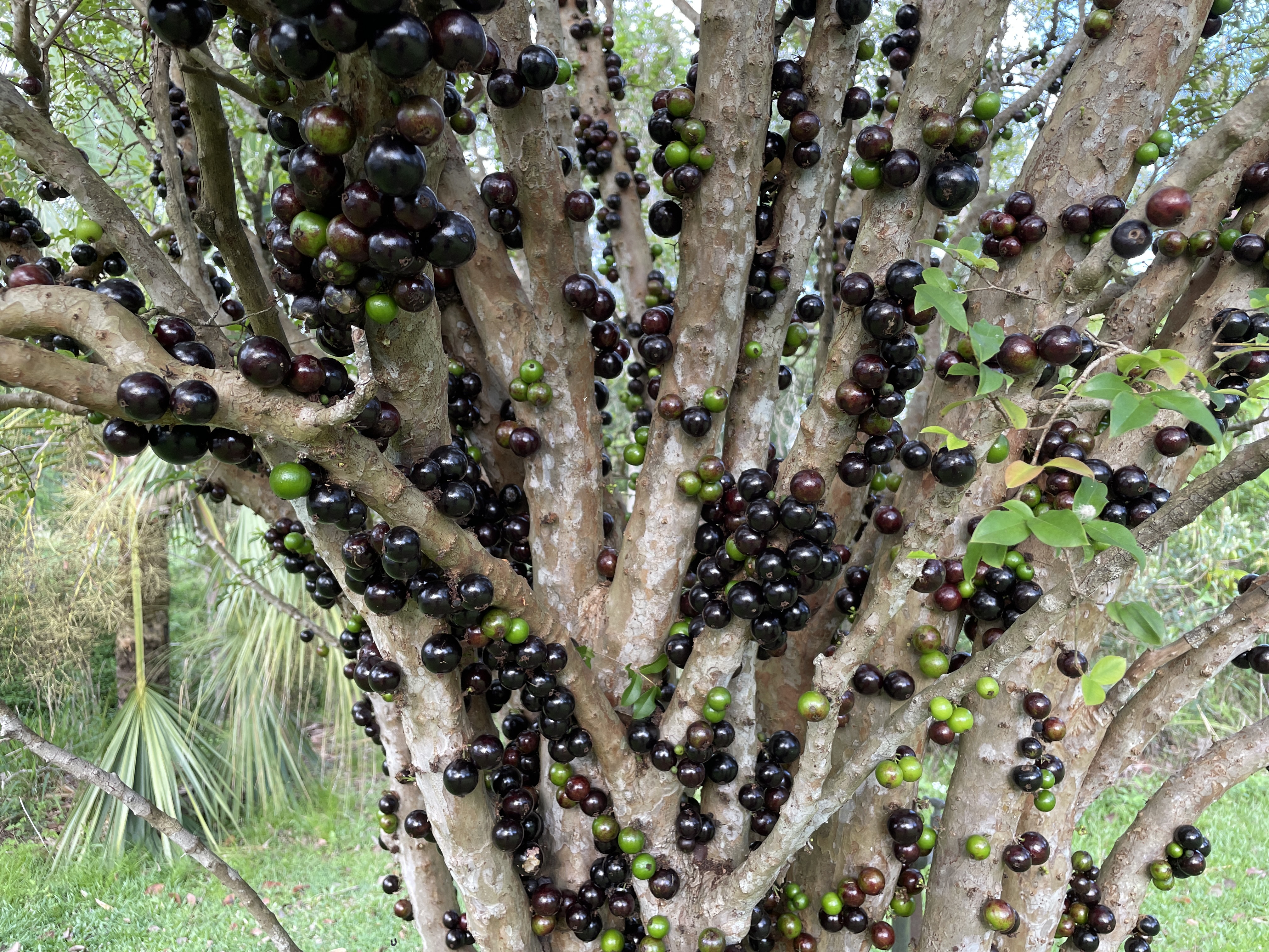 Clusters of purple and green fruit growing directly on the trunk and branches of a Jaboticaba tree.