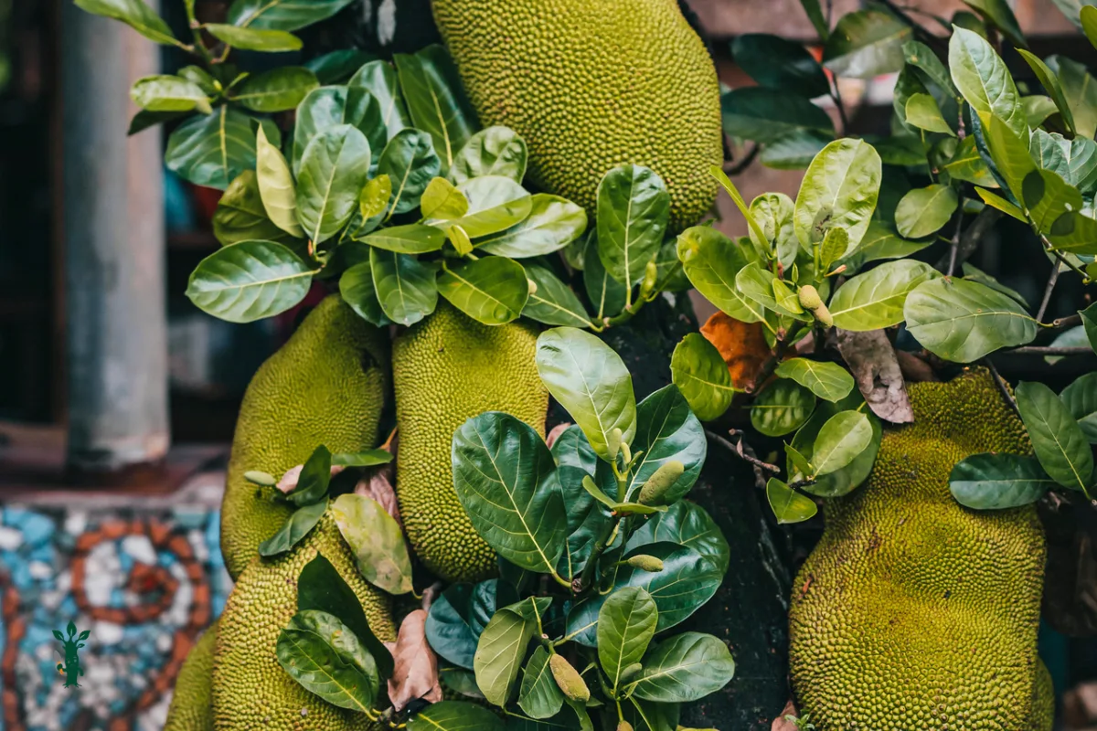 Large spiky jackfruit hanging from a tree among glossy green leaves.