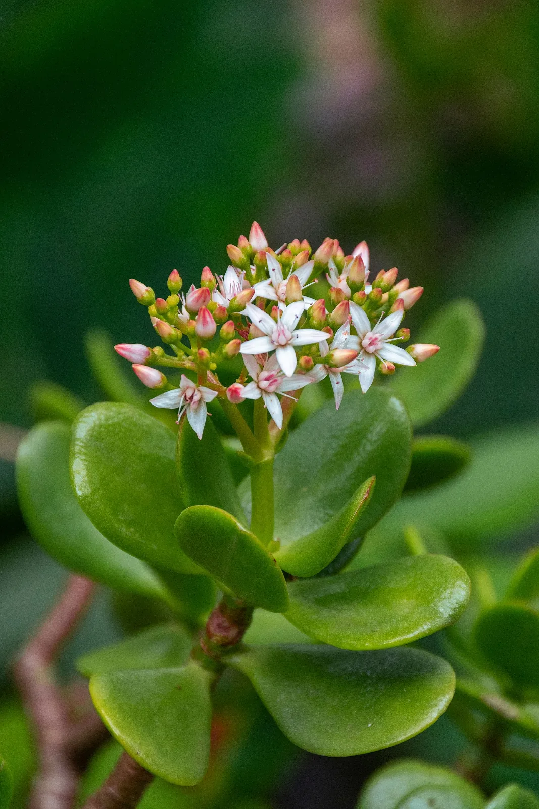 Detailed view of blooming flowers on a jade plant in a garden setting