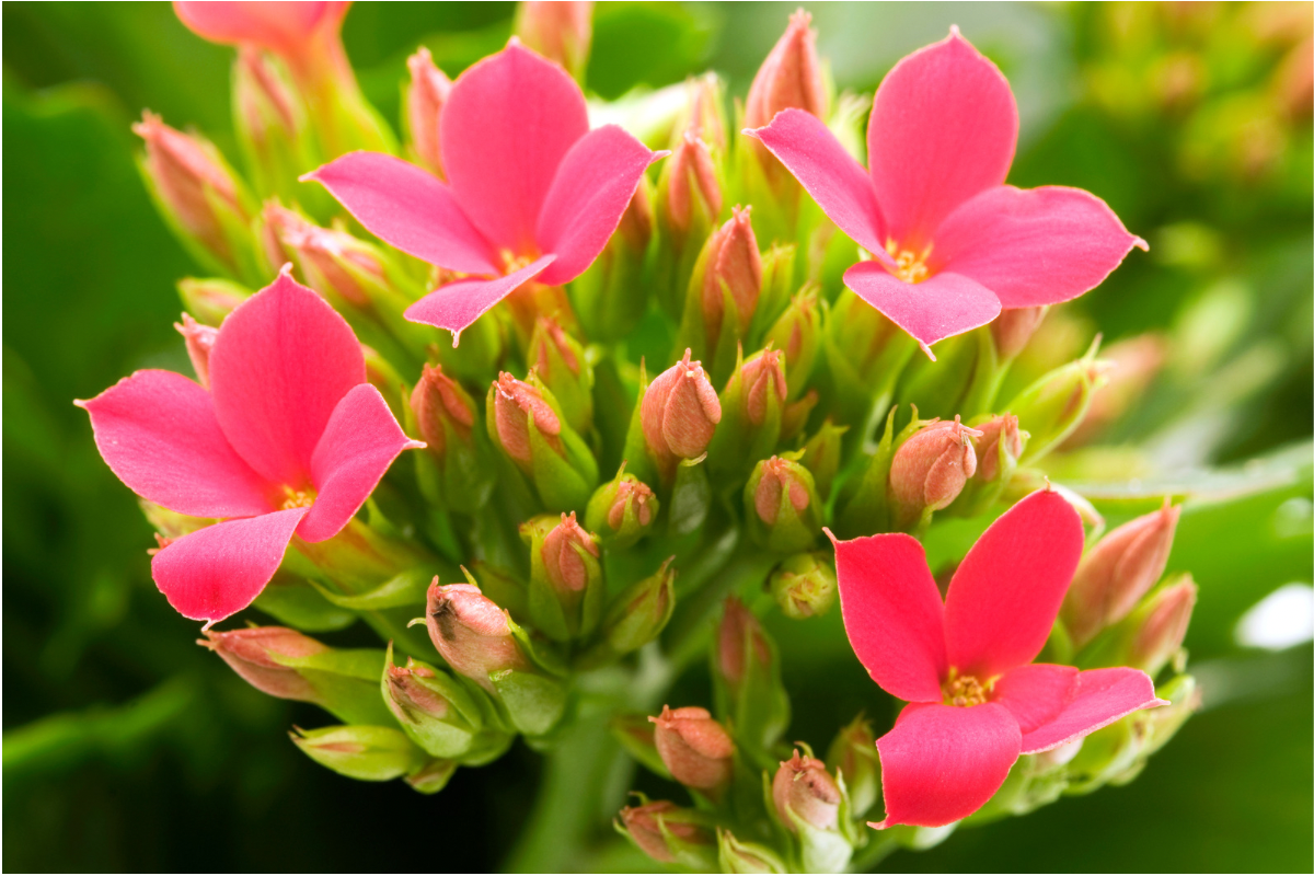Close-up of bright pink Kalanchoe flowers blooming among clusters of green buds.