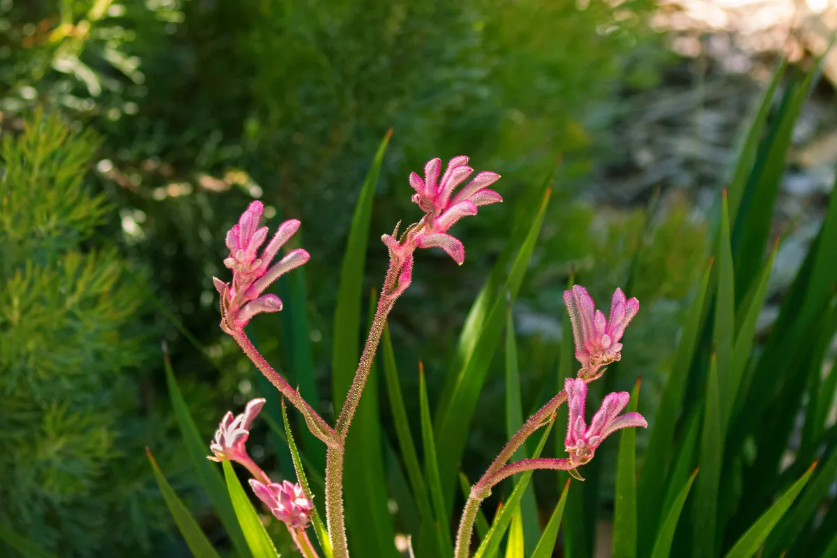 Pink kangaroo paw flowers blooming on stalks above green foliage.