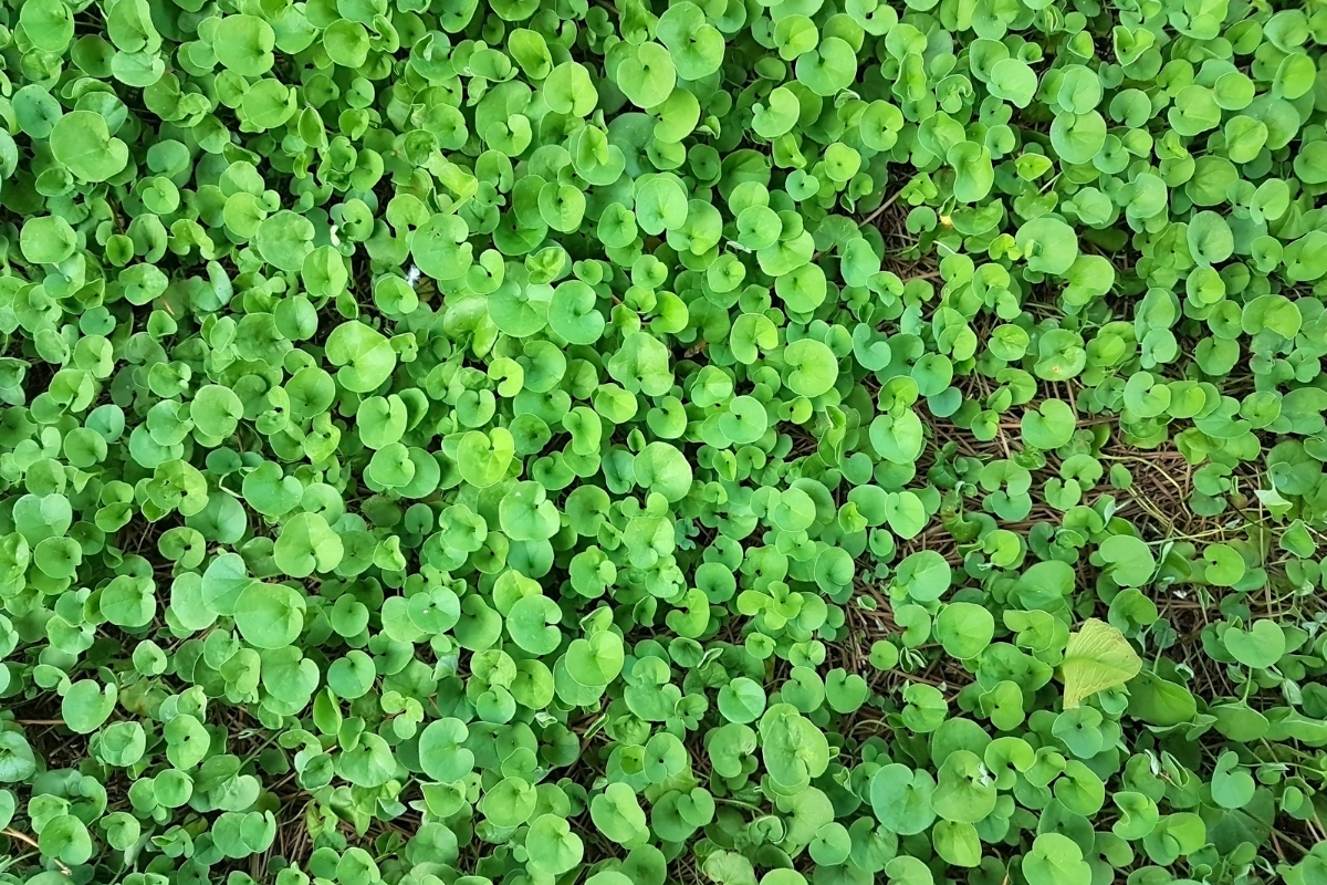 Dense carpet of kidney weed leaves forming a ground cover.