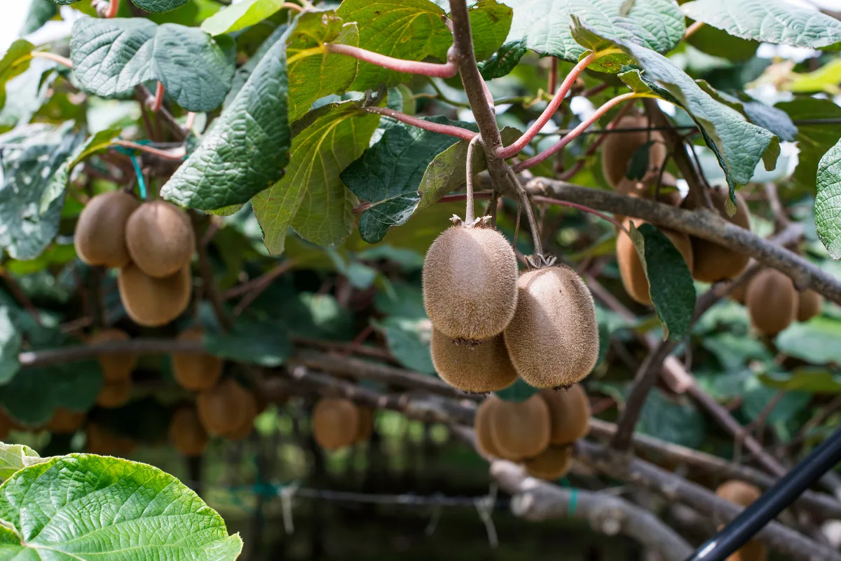 Fuzzy kiwifruit hanging from the branches of a leafy vine.
