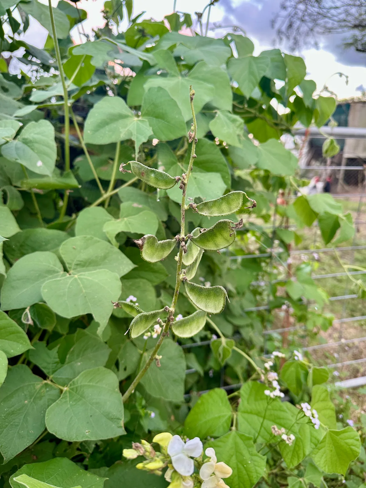 Green Lablab seed pods growing on a climbing vine.