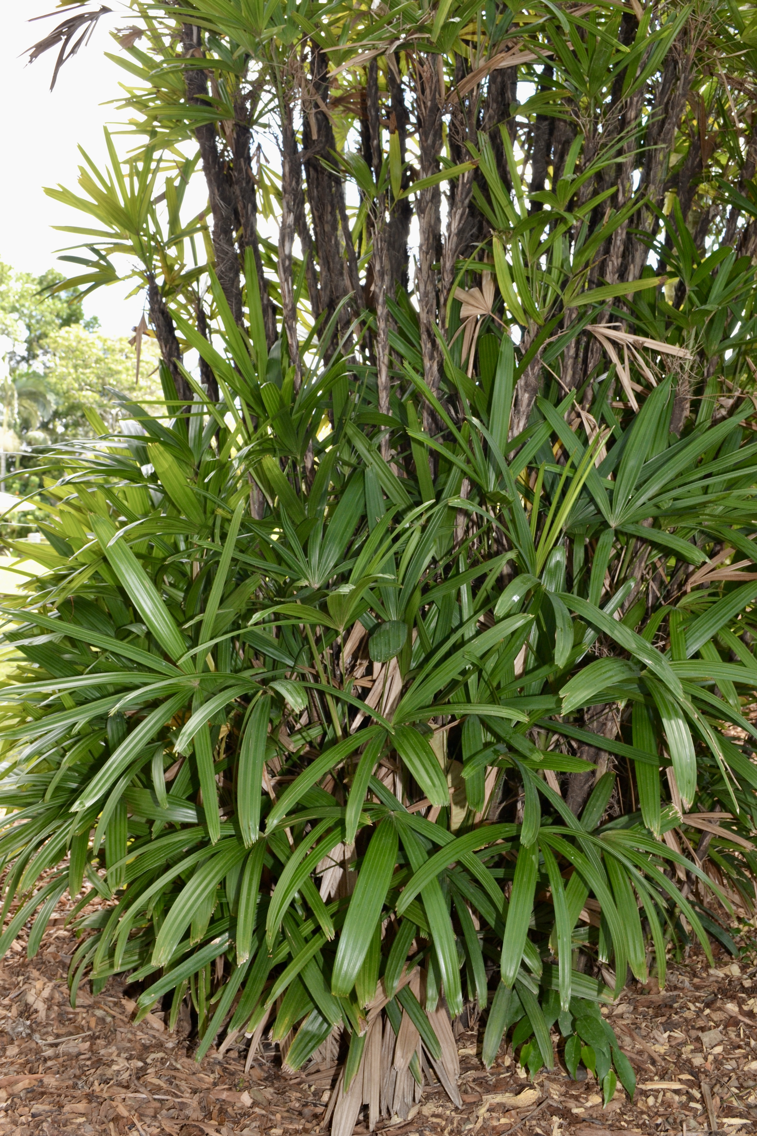Clump of Lady palm showing dark green fan-shaped leaves and fibrous stems.