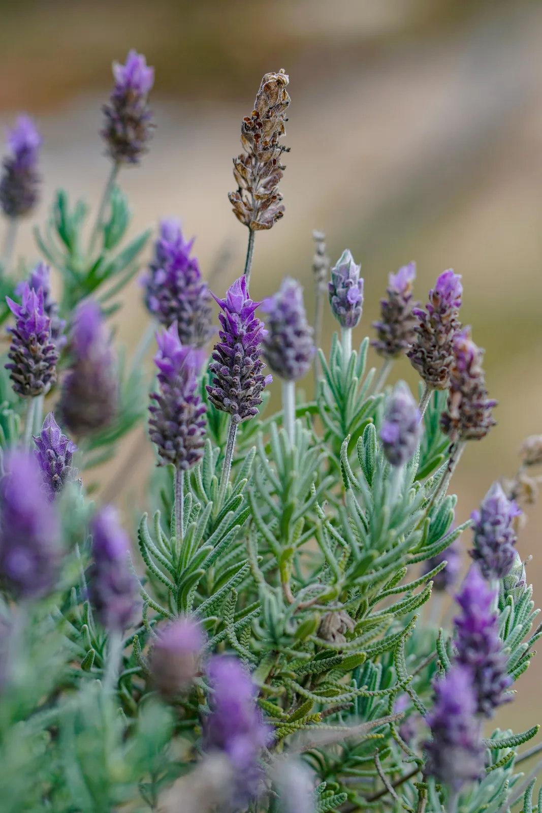 close-up of vibrant lavender blooms