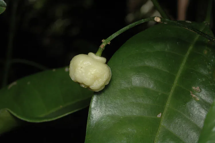 Pale fruit of a lemon aspen hanging near a green leaf. Photo by Murray Fagg, CC BY 3.0 AU - Wikimedia Commons