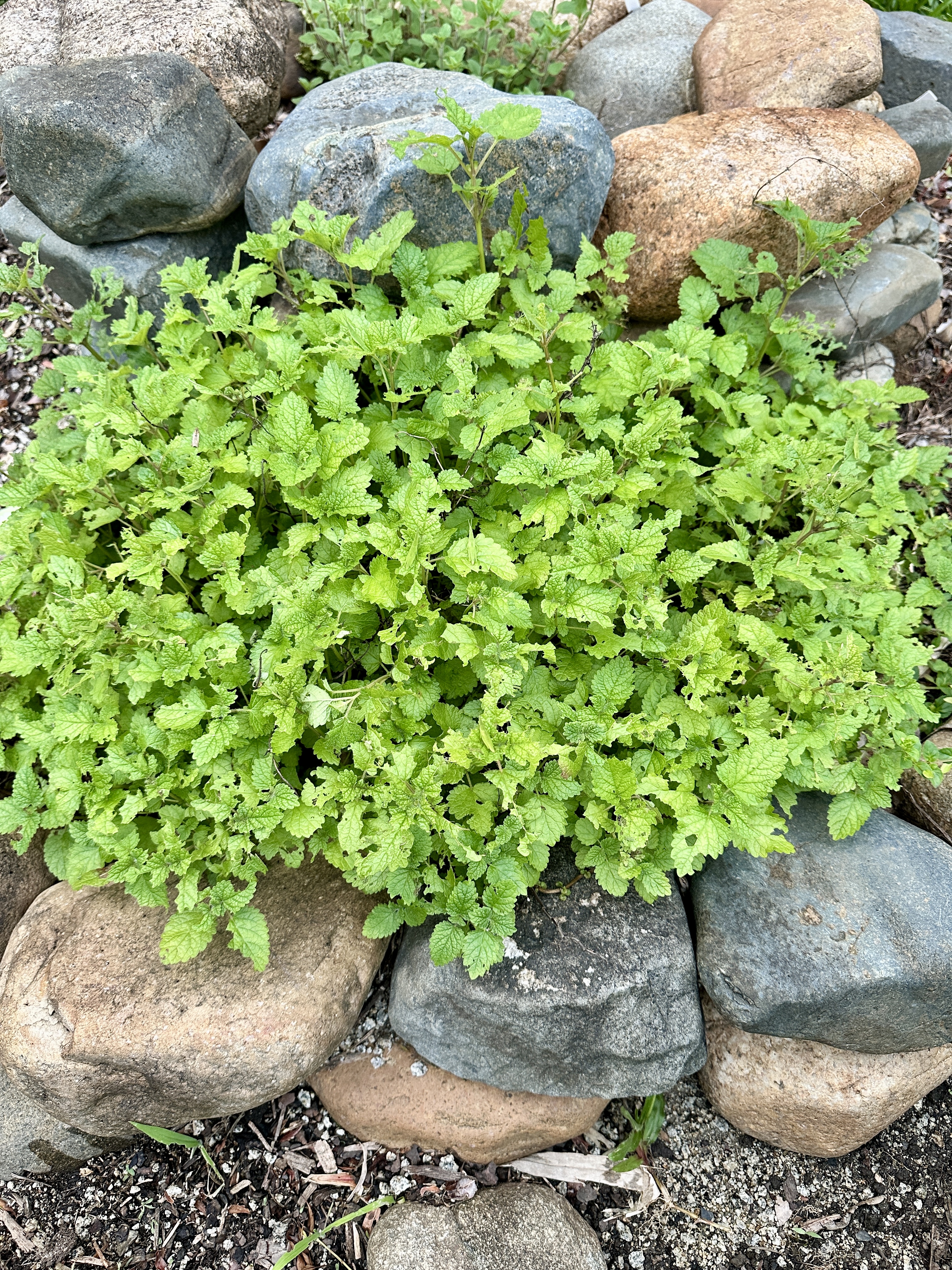 Lemon balm growing between garden rocks.
