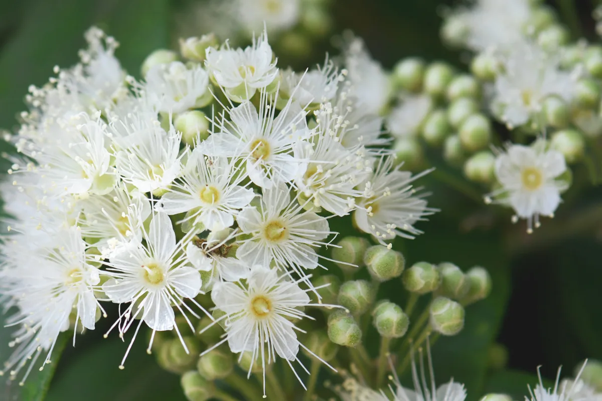 Close-up of white, feathery Lemon myrtle flowers and tight buds.