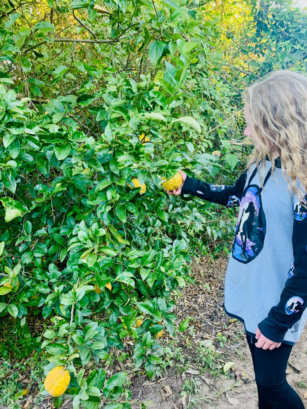 Bush lemon shrub with ripe yellow lemons - Queensland