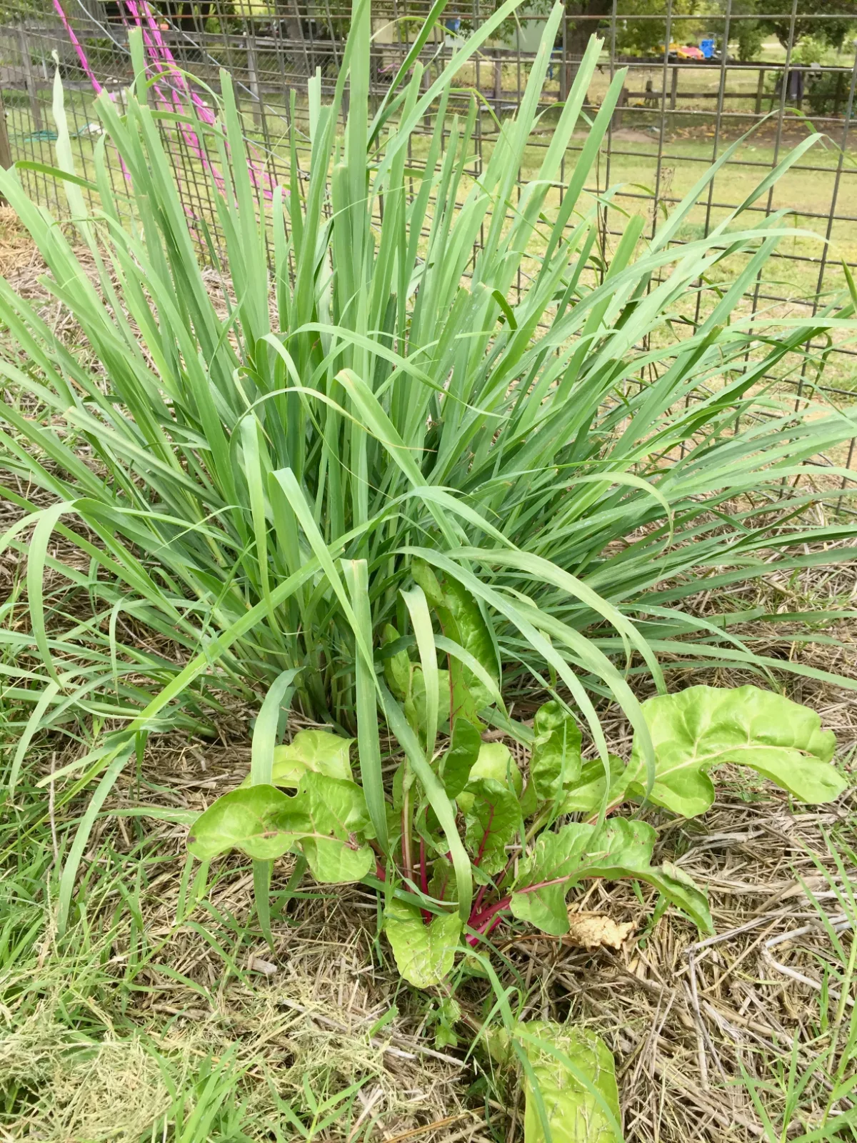 Lemongrass clump with silverbeet and mulch in my Queensland garden, Australia