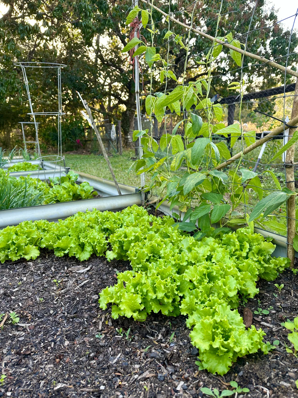 Self-seeded Muir lettuce in a raised garden bed with snake beans and rice bean