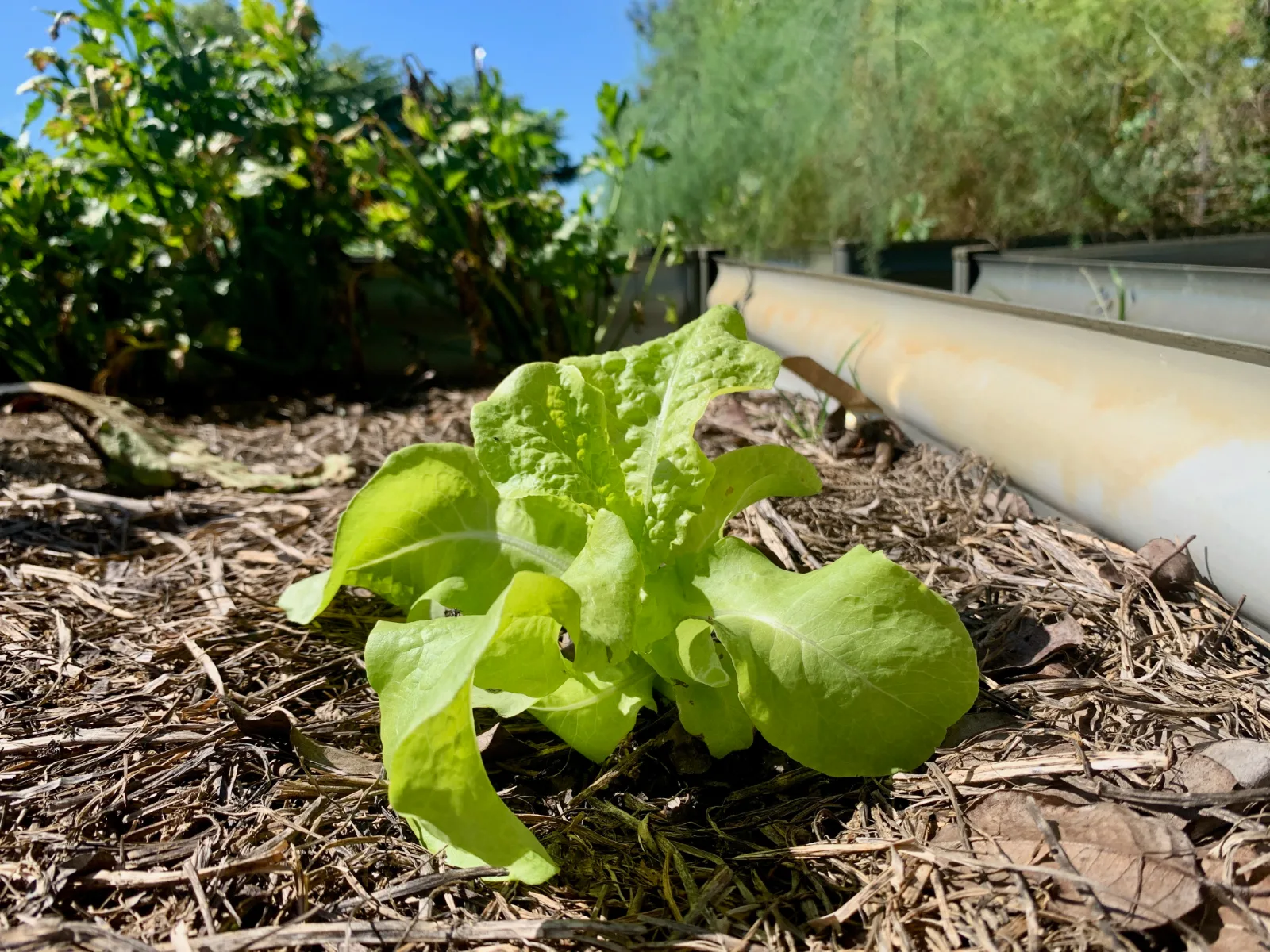 Young lettuce plant