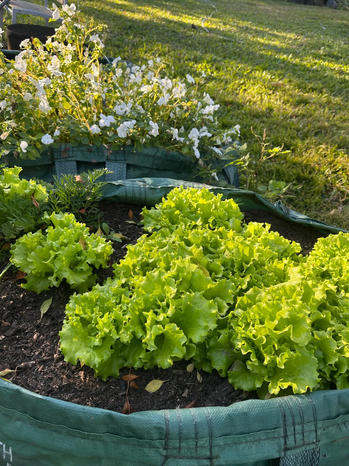 Lettuce plants in a raised garden bag Australia