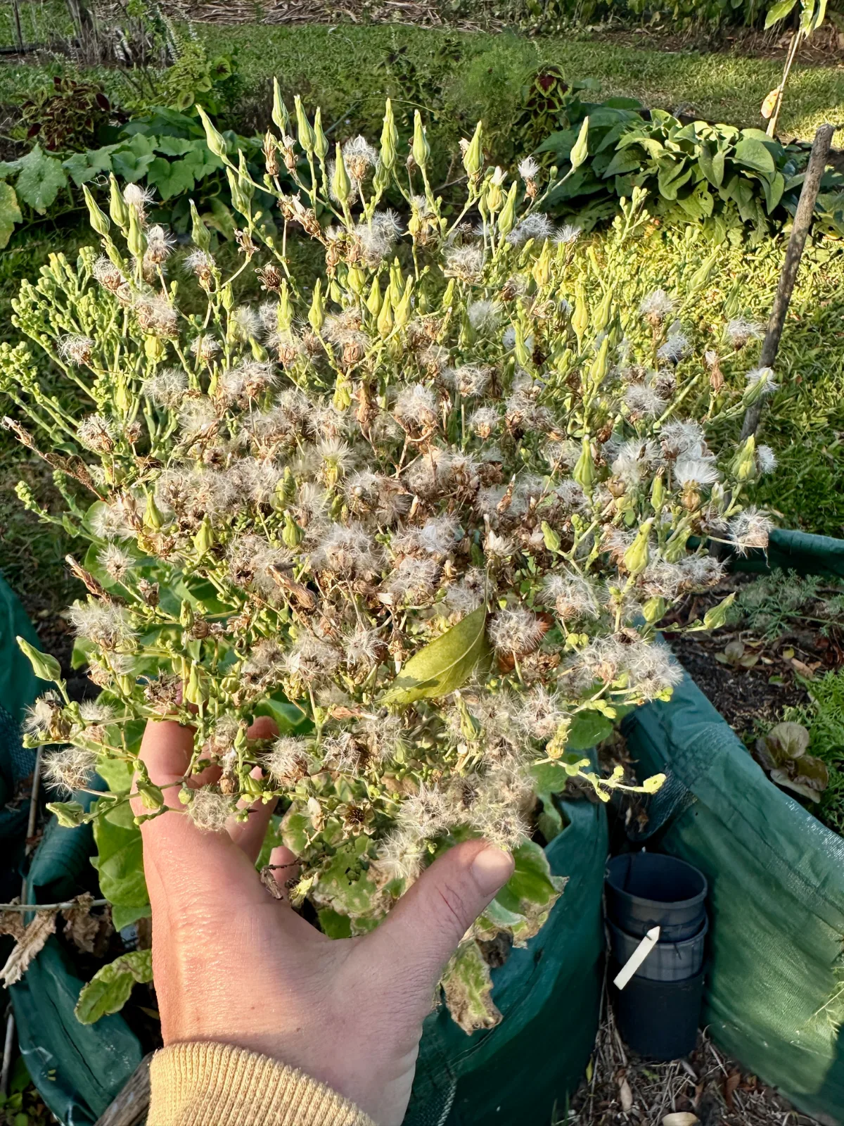 Lettuce plant with fluffy seed heads 