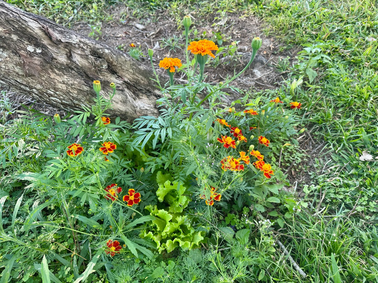 Small garden around the base of a tree with self-seeded marigold and lettuce