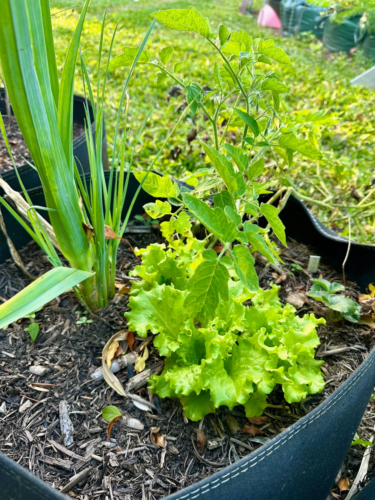 Lettuce and perennial leek growing in a raised garden bag in Queensland, Australia