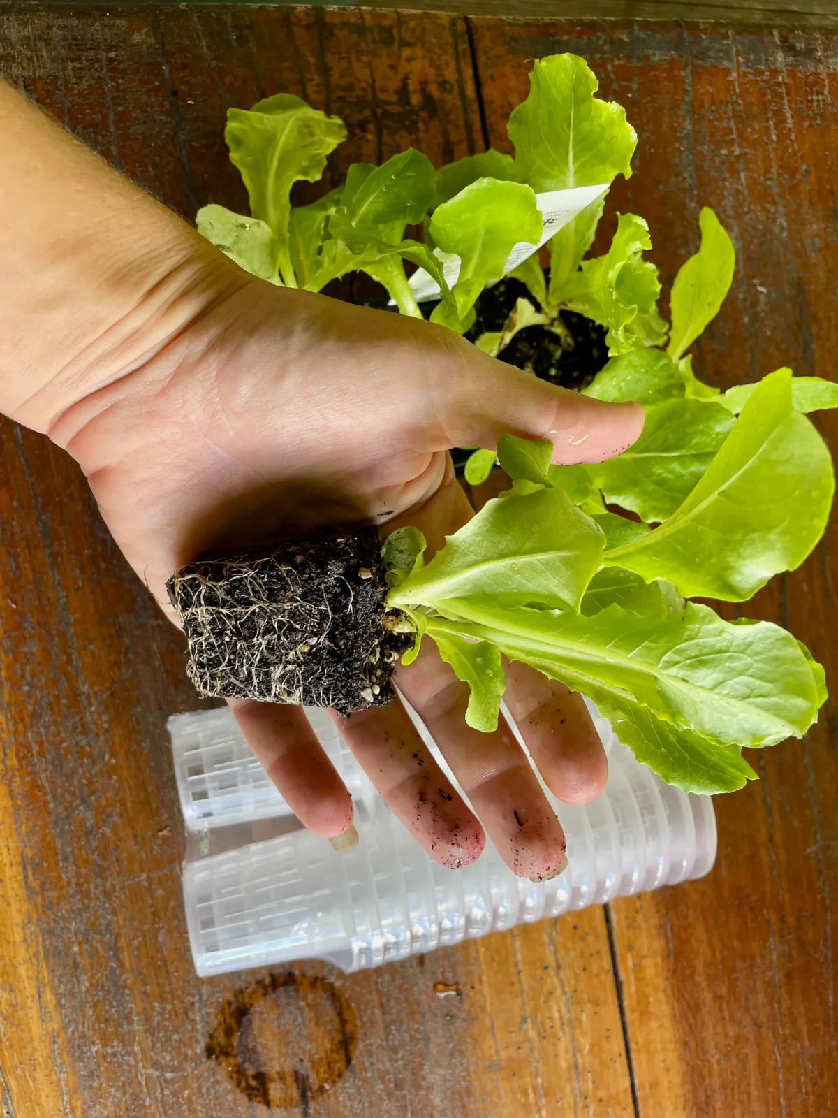 Lettuce seedling ready to be rinsed for airgarden