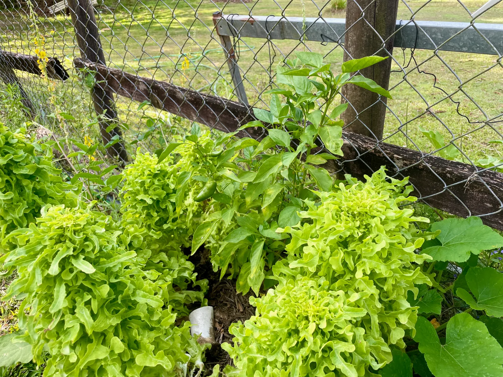 Bolting lettuce plants in Queensland garden, Australia