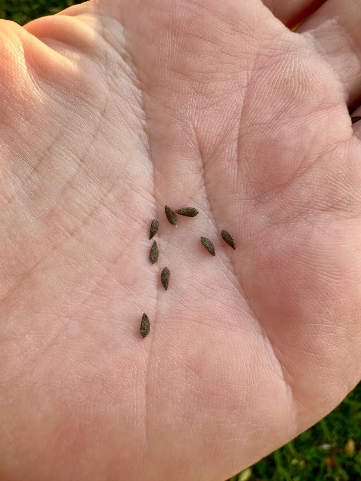 Hand holding tiny lettuce seeds for planting