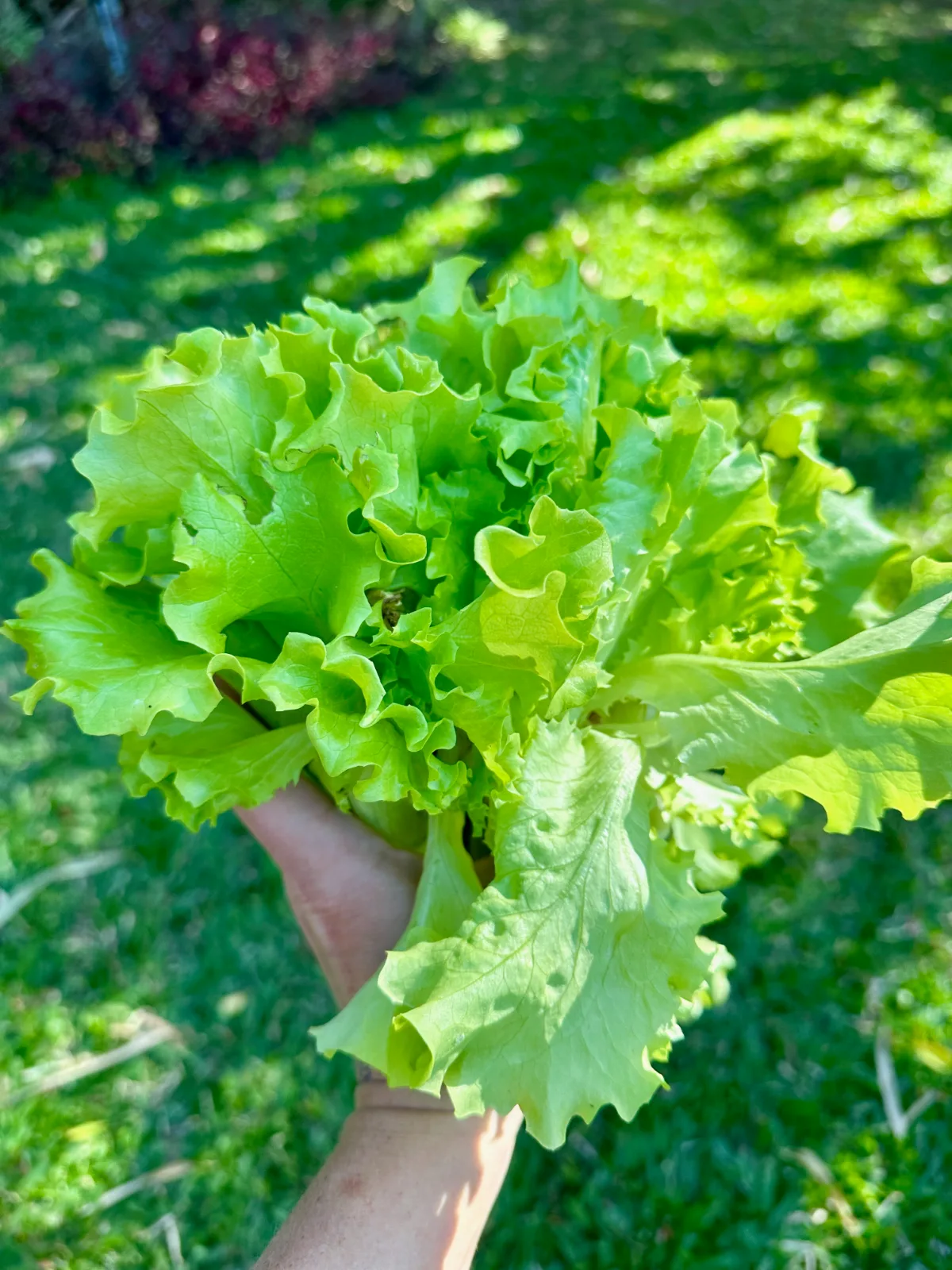 Beautiful lush homegrown Muir lettuce plant - harvested for salad
