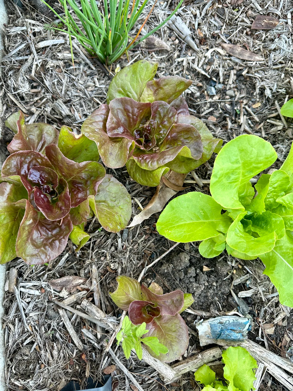 Various lettuce varieties in a raised garden bed in Australia