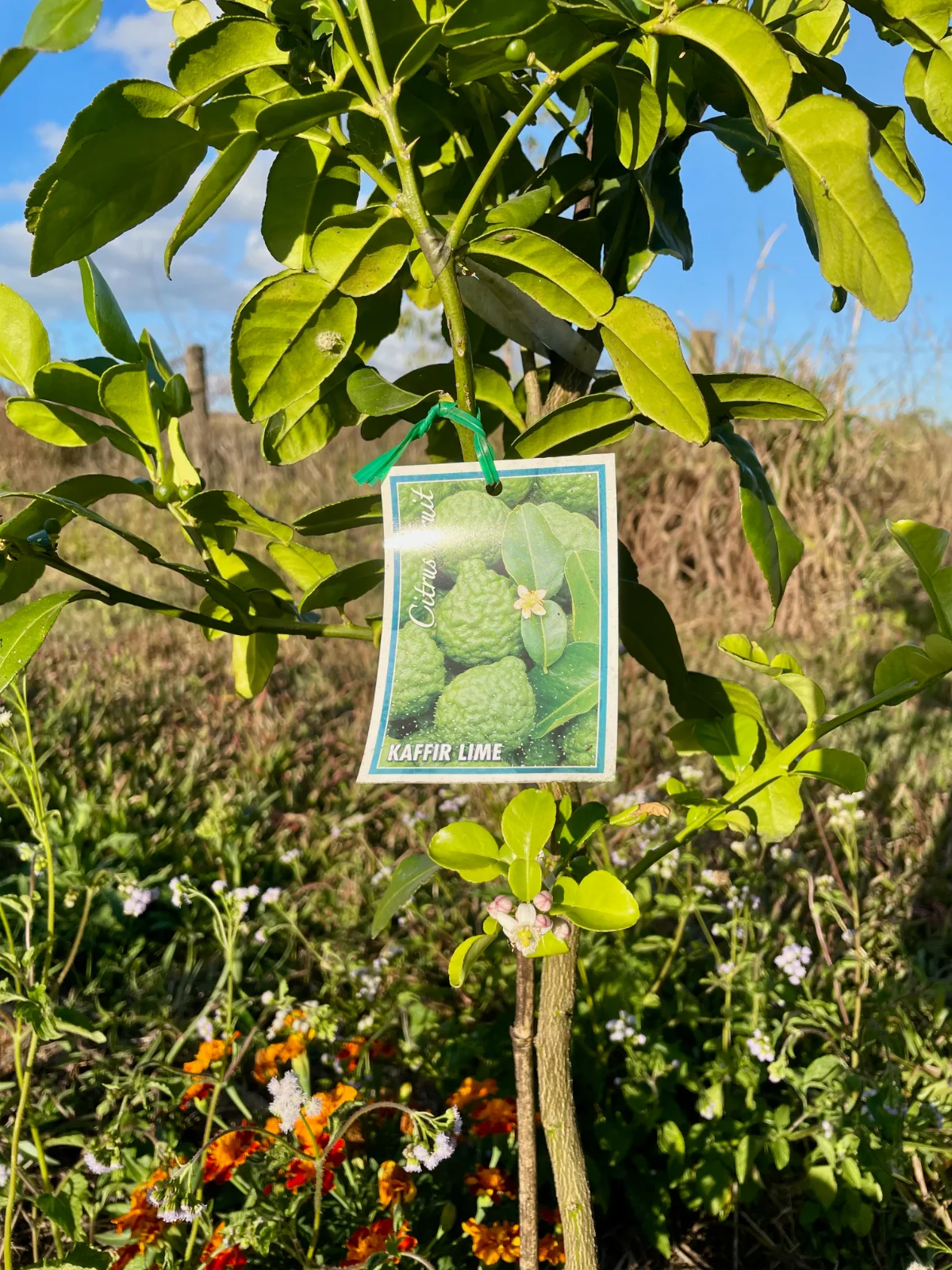 Young Kaffir Lime tree in my orchard in Queensland, Australia