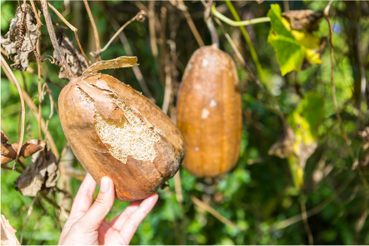 Dried loofah fruit with peeling skin revealing the fibrous interior held by a hand.