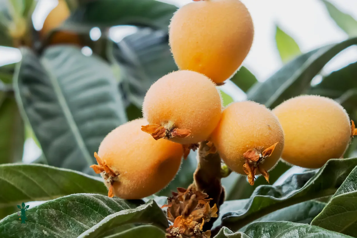 Cluster of ripe orange loquat fruit hanging among green leaves.