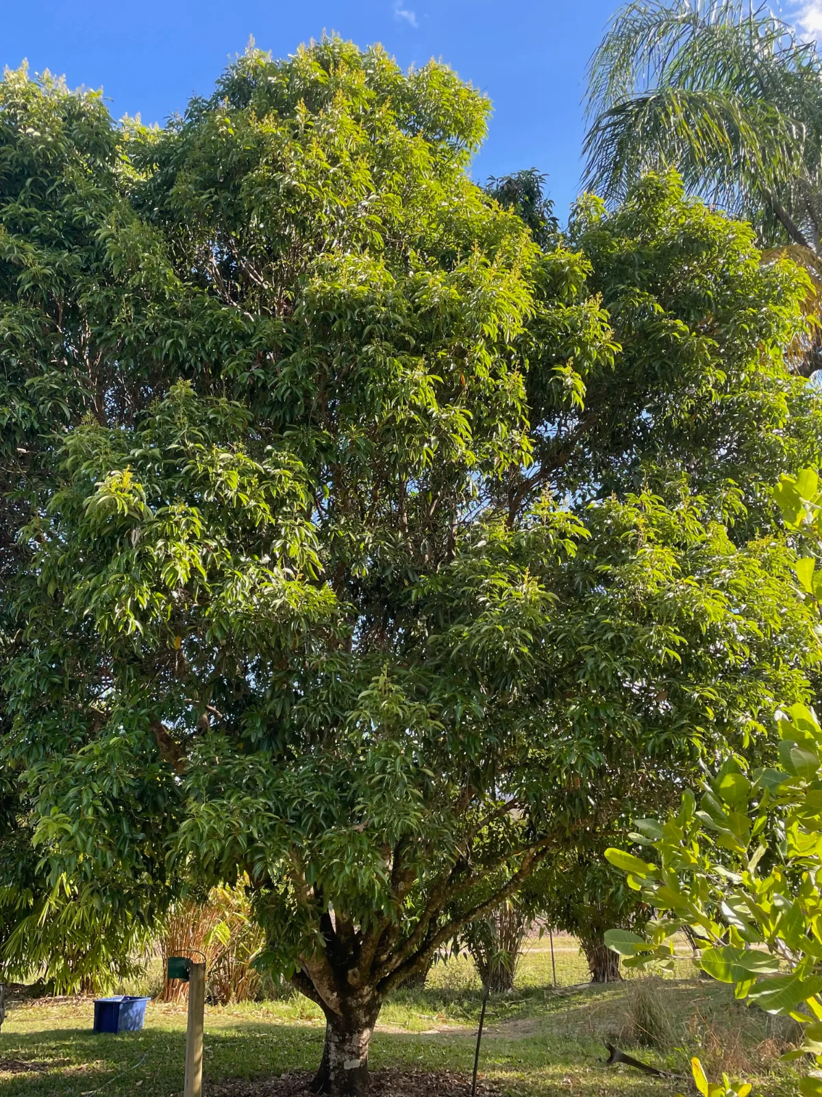 Mature Lychee tree in the tropics, Australia
