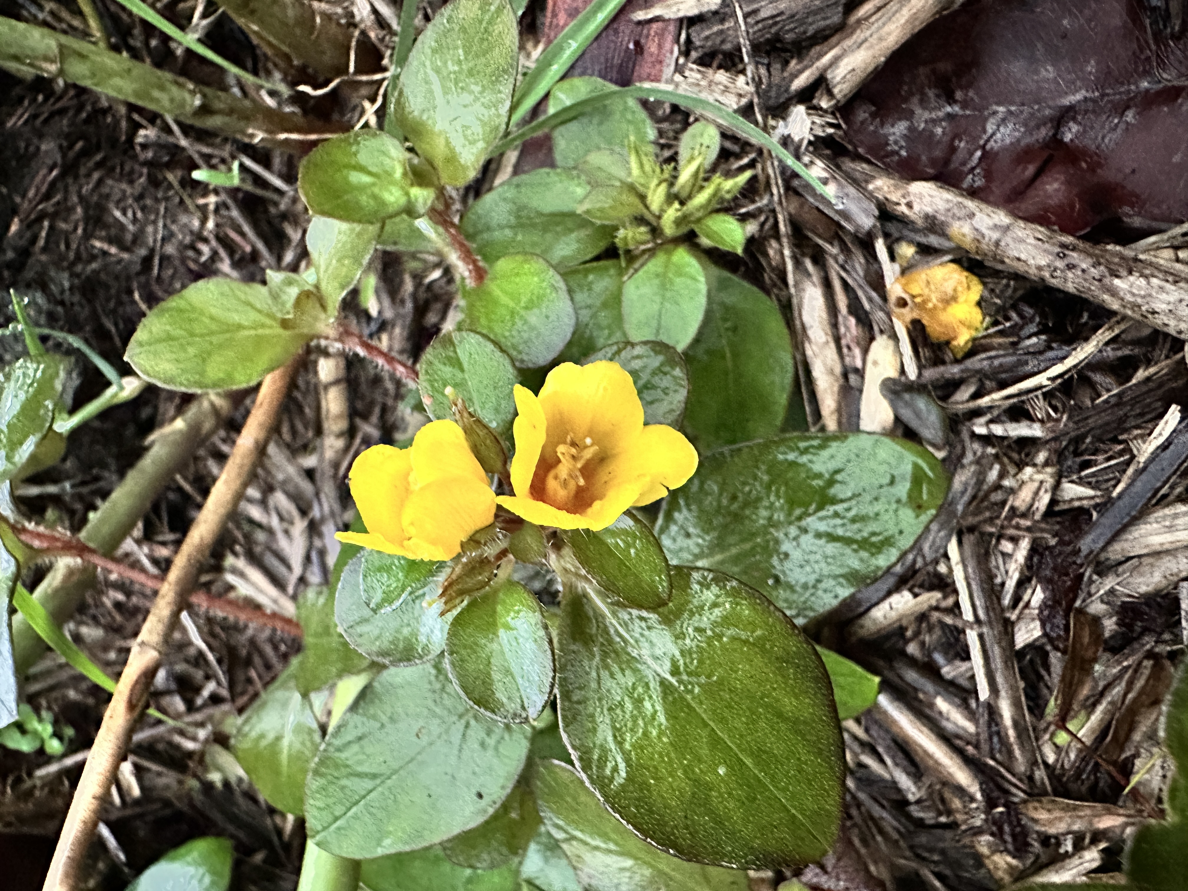 Lysimachia 'Golden Bells' — golden Bells flowers and glossy green foliage growing in mulch.