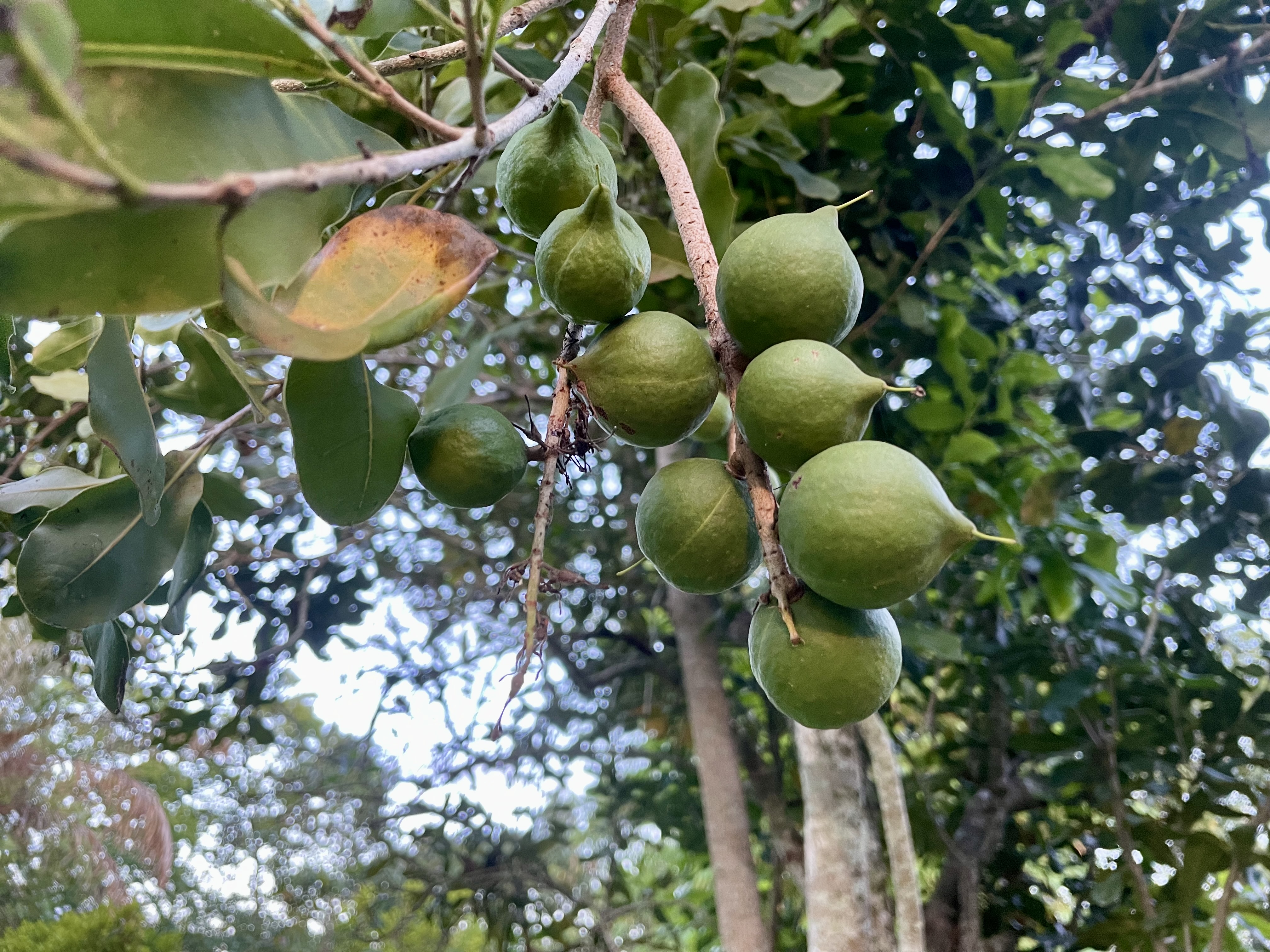 Macadamia nuts hanging in green husks from a tree branch.