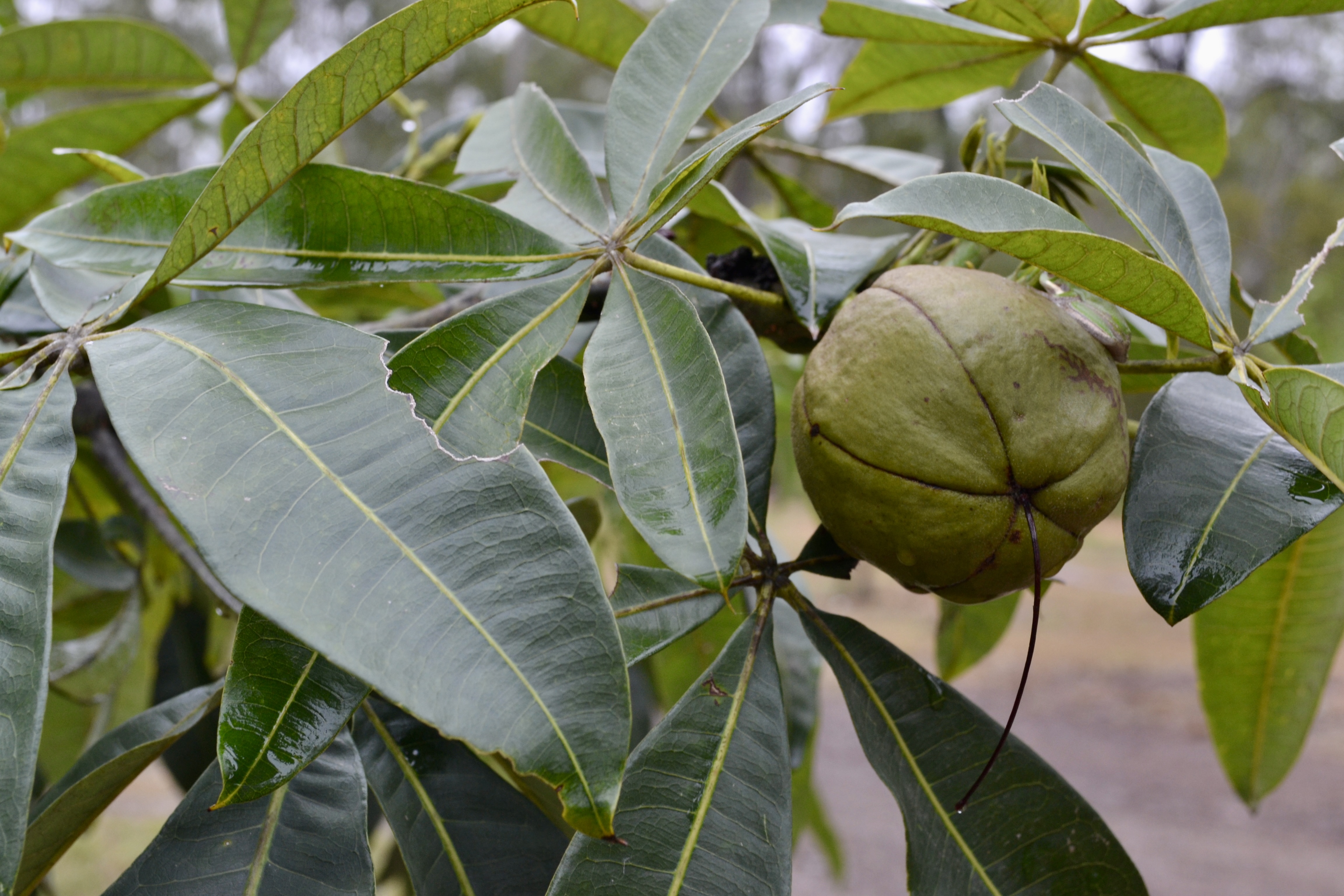 Large green seed pod growing on a Malabar chestnut branch among glossy palmately compound leaves.