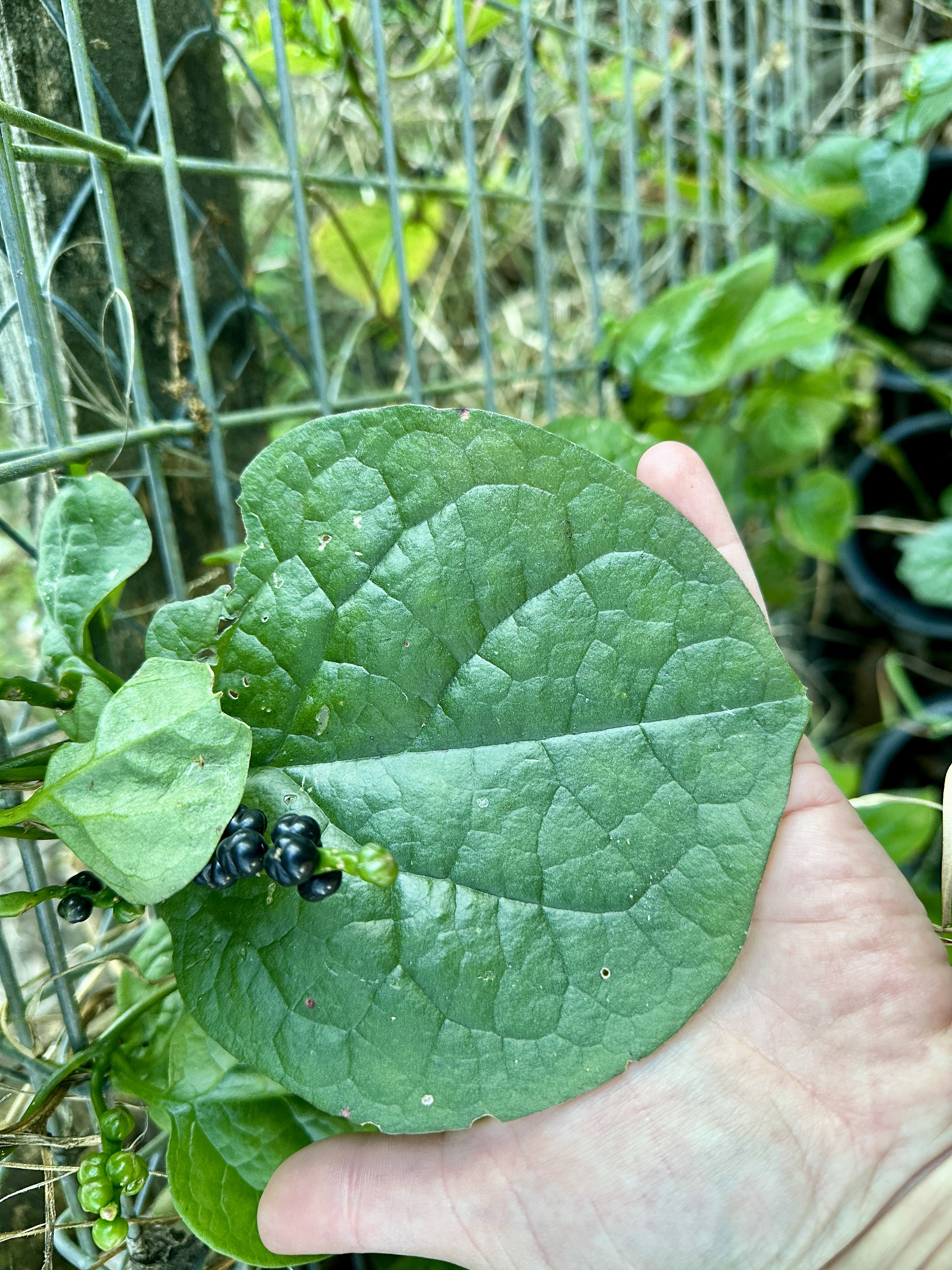 A hand holds a large, thick, oval-shaped green Malabar spinach leaf next to a cluster of small, shiny black berries on a vine.