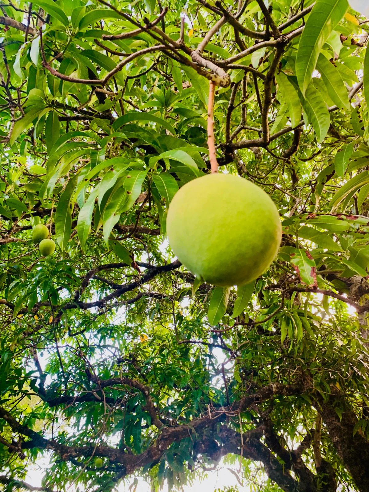 Large mango growing on a mango tree in a Queensland garden.