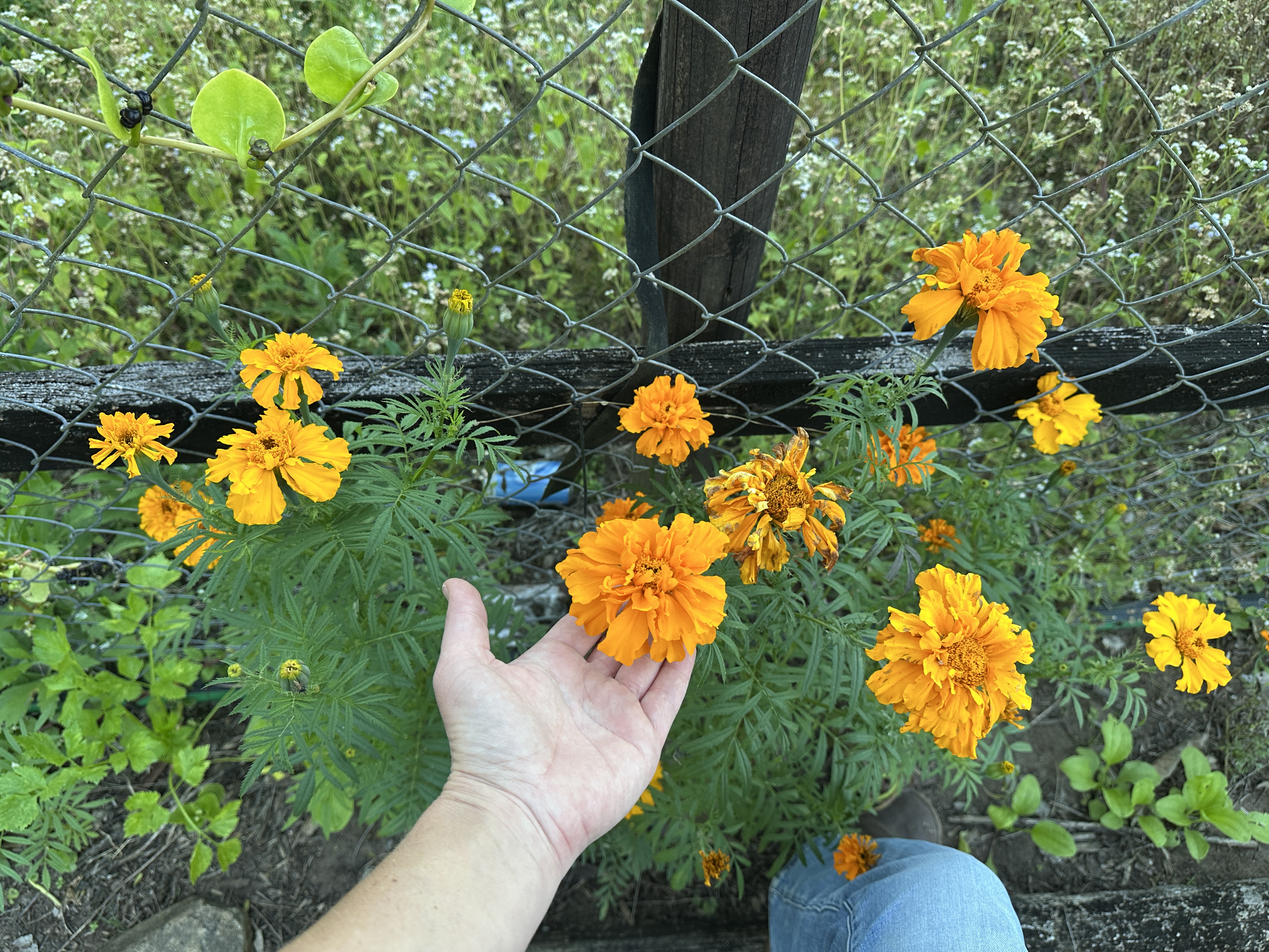 Marigold plant in flower