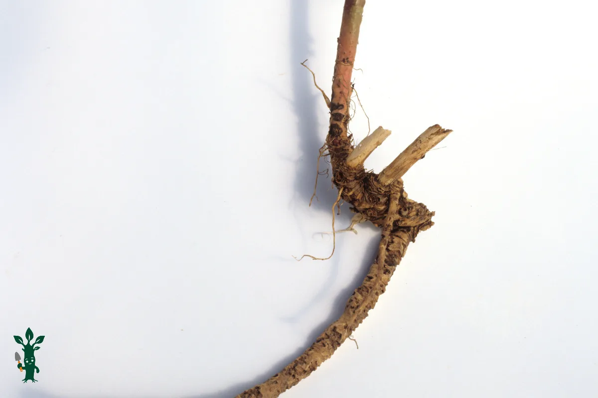 Althaea officinalis - marshmallow plant root for division propagation