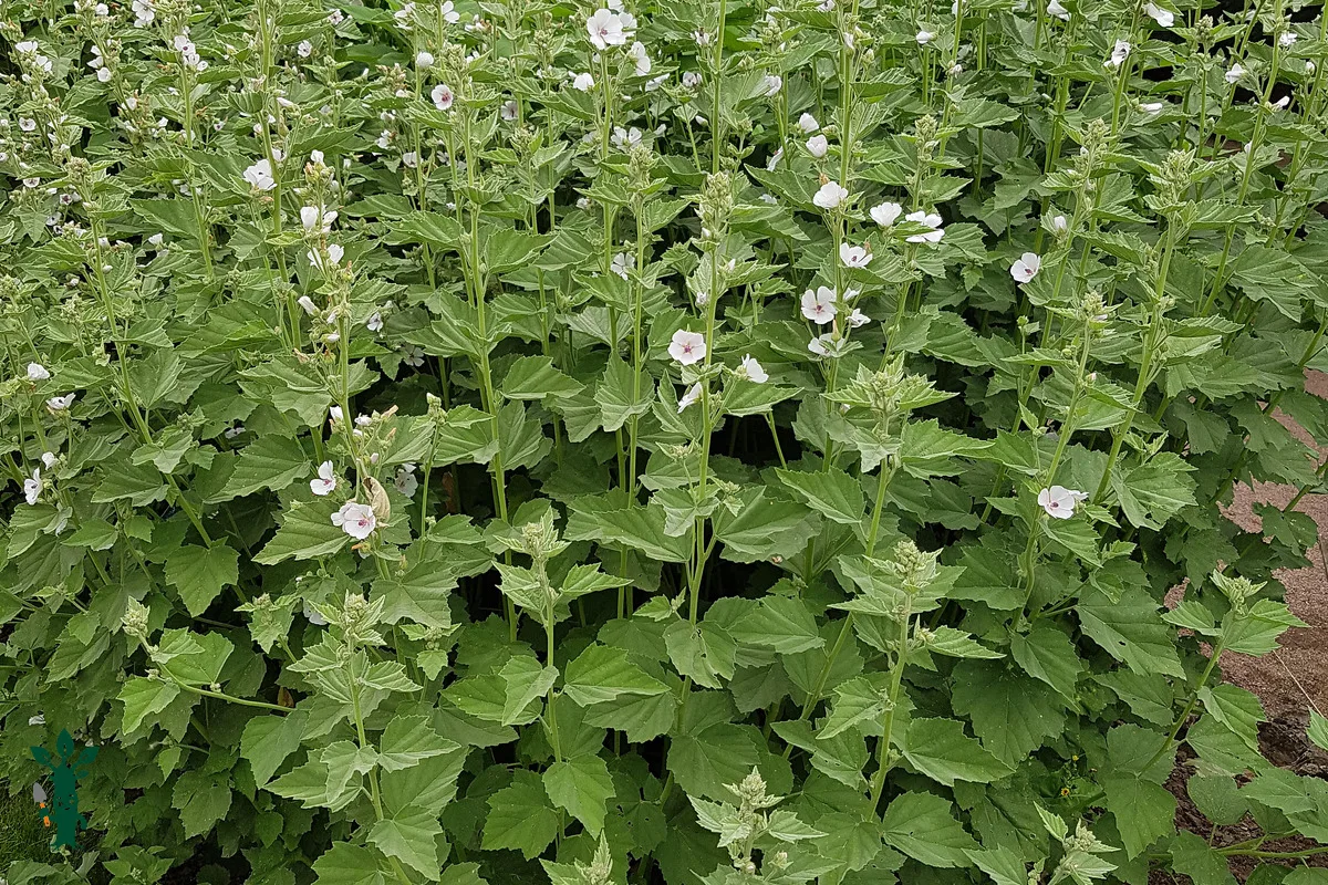 Mature Althaea officinalis - marshmallow plant with flowers