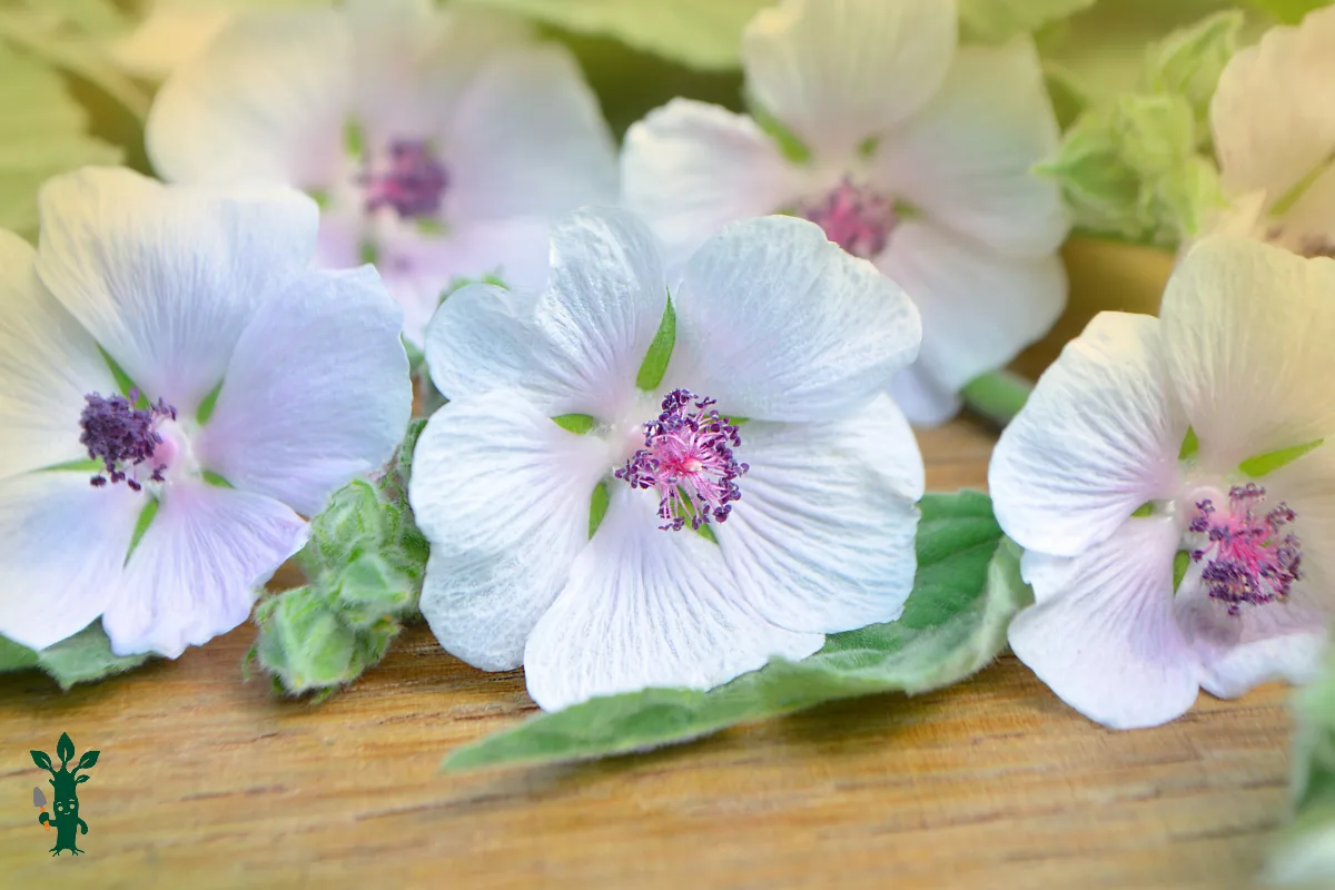 Althaea officinalis - marshmallow plant flowers on a table