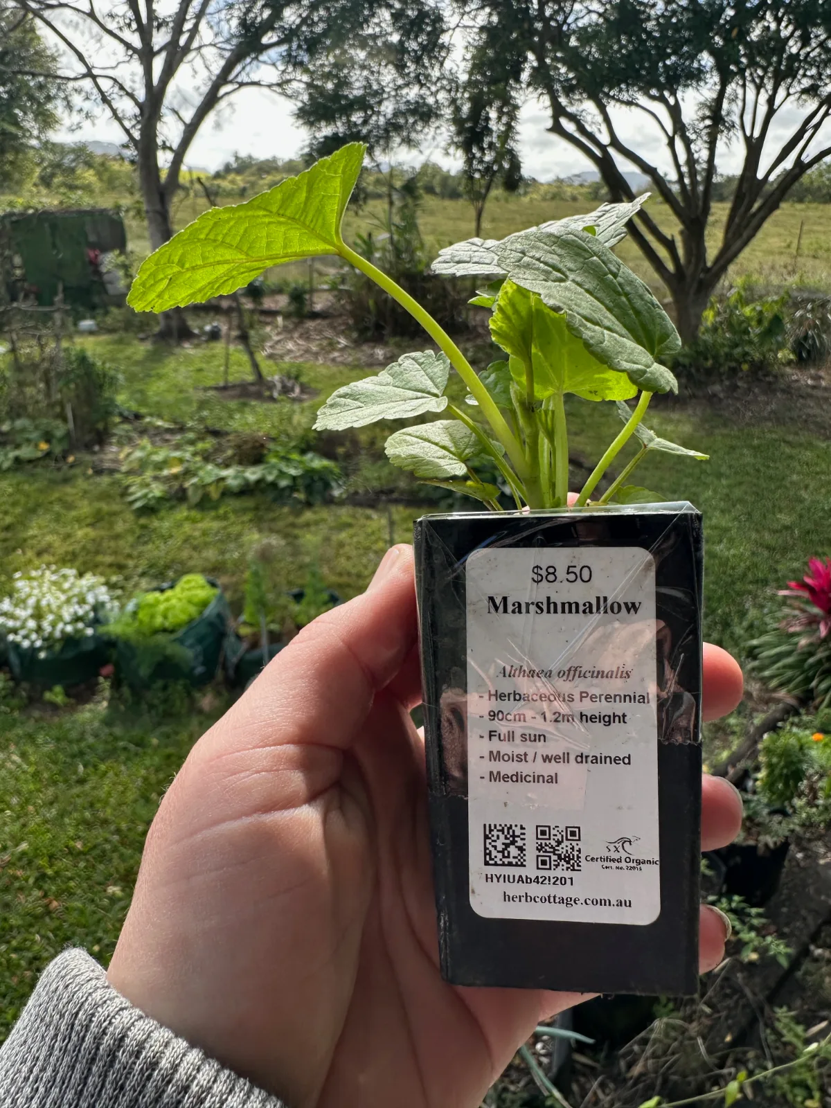 Small marshmallow plant from Mudbrick Herb Cottage