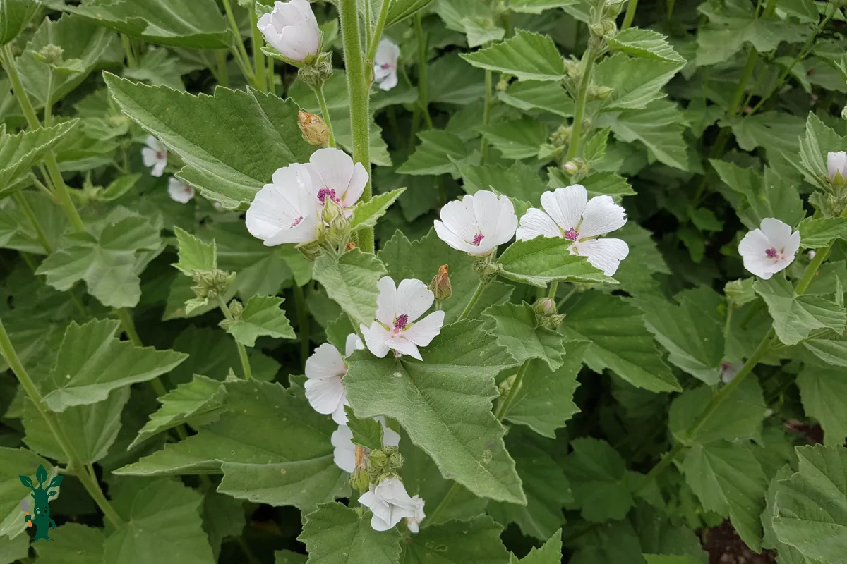 Althaea officinalis - lush marshmallow plant with big leaves