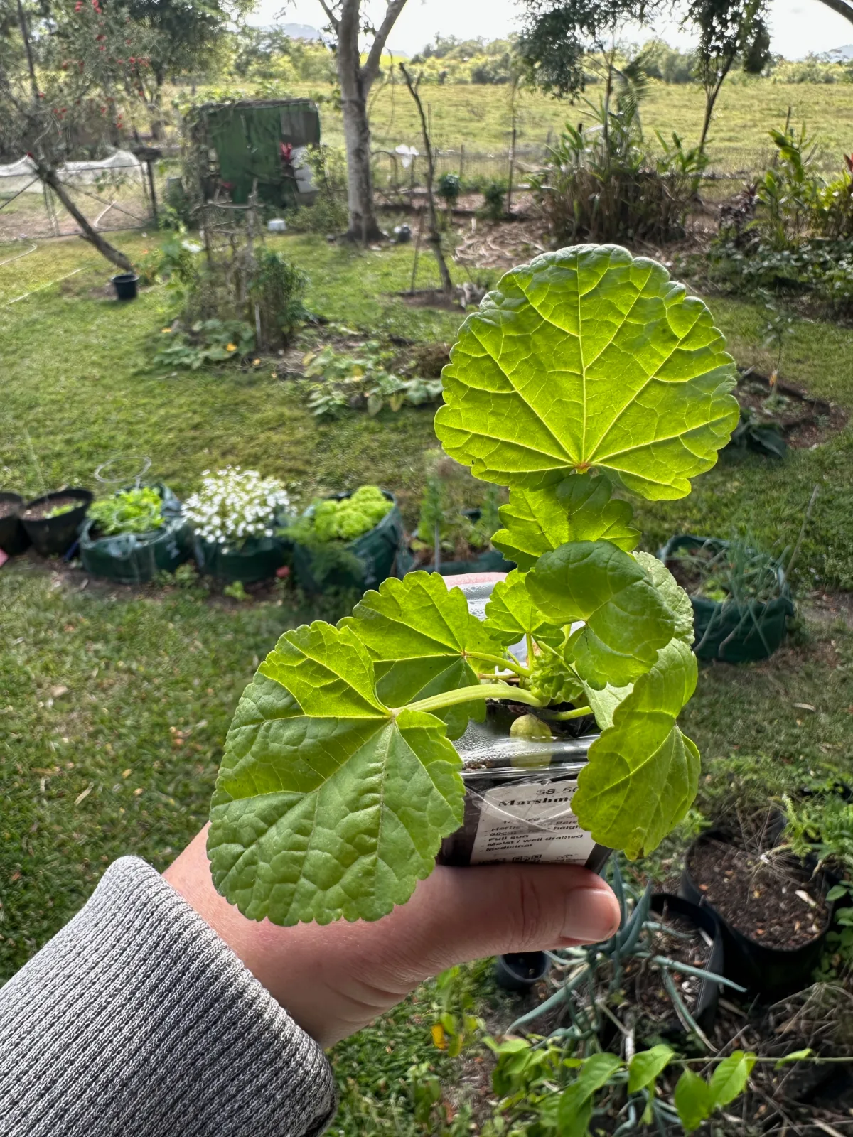 My new marshmallow plant - ready to plant in the garden