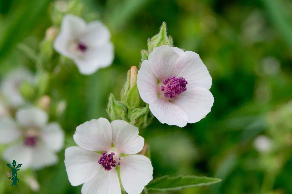 Marshmallow plant with flowers