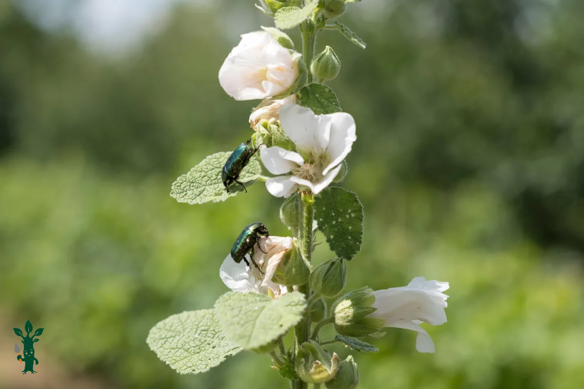 Althaea officinalis - marshmallow plant in flower
