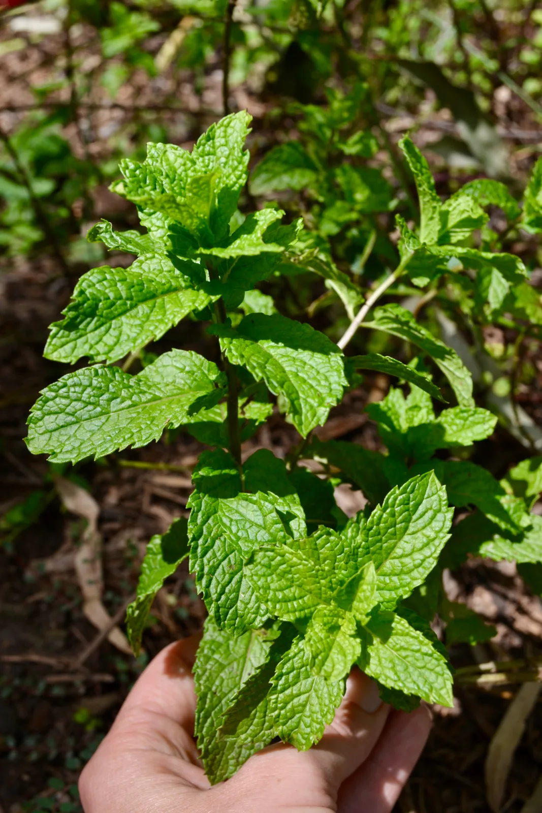 Mint plant in the garden