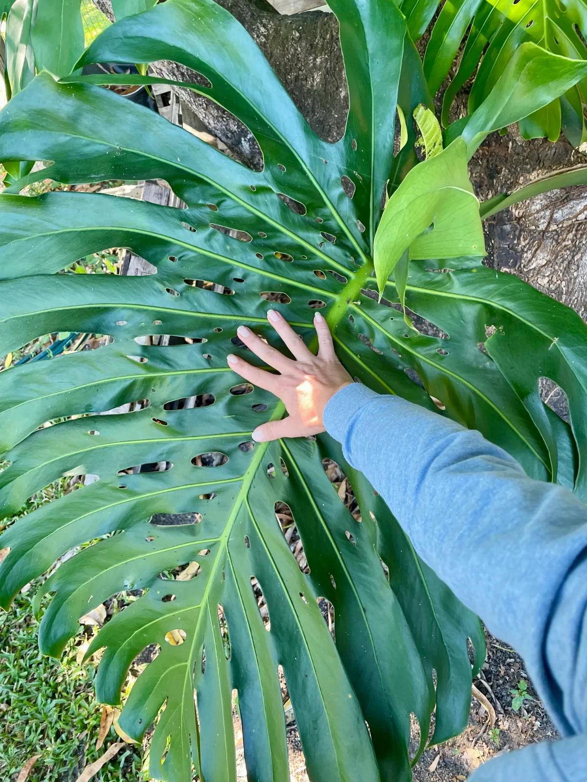 Monstera deliciosa plant's huge leaf in my Queensland garden